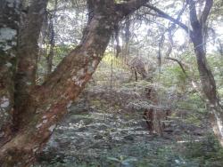 Terreno para Venda em Porto Alegre - 5